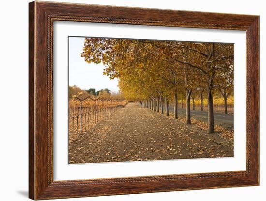 Autumn Rows-Lance Kuehne-Framed Photographic Print