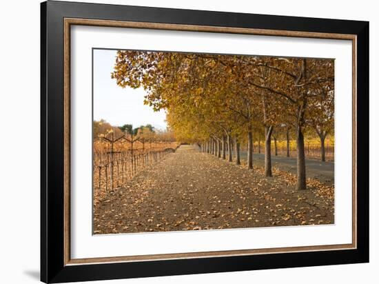 Autumn Rows-Lance Kuehne-Framed Photographic Print