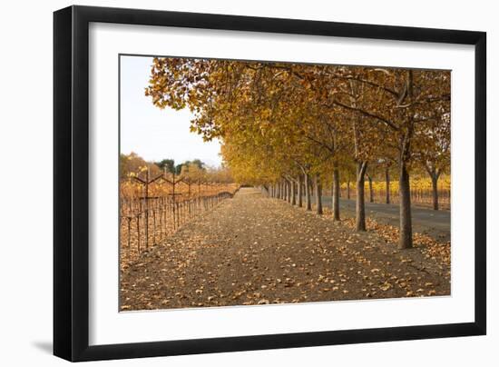 Autumn Rows-Lance Kuehne-Framed Photographic Print