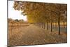 Autumn Rows-Lance Kuehne-Mounted Photographic Print