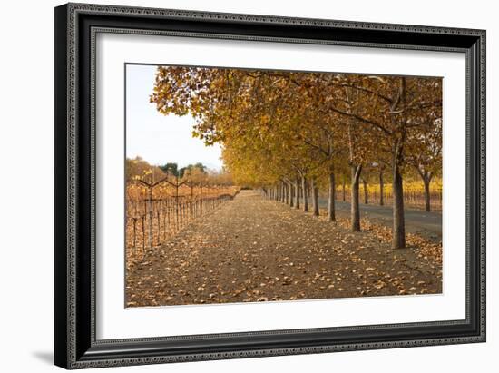 Autumn Rows-Lance Kuehne-Framed Photographic Print