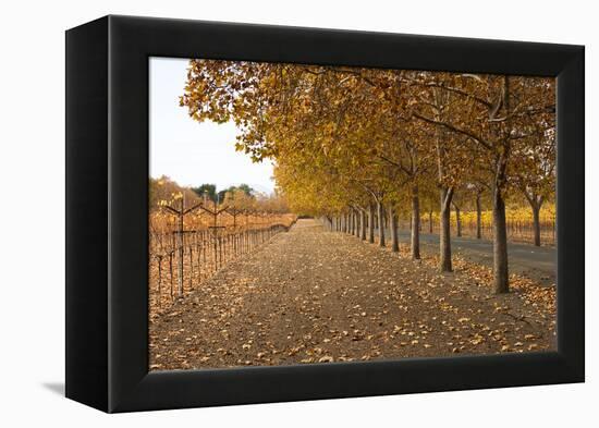 Autumn Rows-Lance Kuehne-Framed Premier Image Canvas