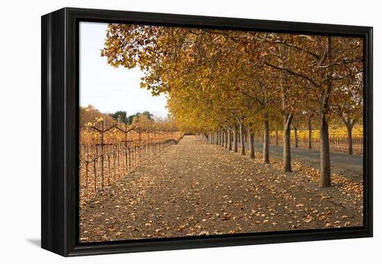 Autumn Rows-Lance Kuehne-Framed Premier Image Canvas