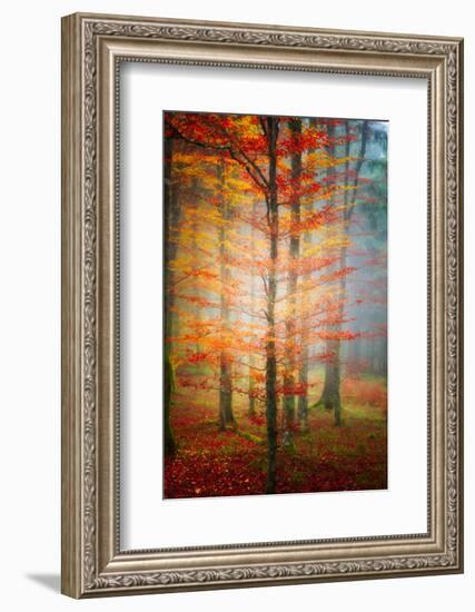 Autumn's End-Philippe Sainte-Laudy-Framed Photographic Print