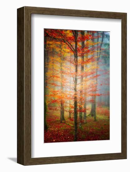 Autumn's End-Philippe Sainte-Laudy-Framed Photographic Print