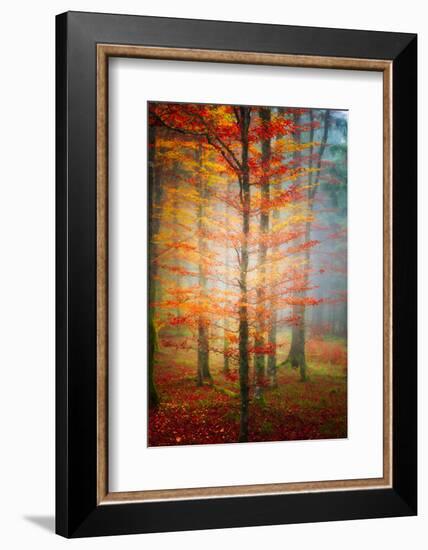 Autumn's End-Philippe Sainte-Laudy-Framed Photographic Print