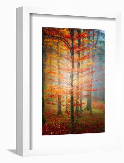 Autumn's End-Philippe Sainte-Laudy-Framed Photographic Print