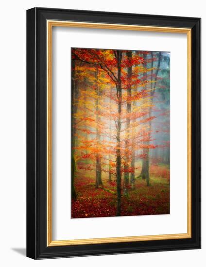 Autumn's End-Philippe Sainte-Laudy-Framed Photographic Print