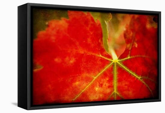Autumn's Fire-Jessica Rogers-Framed Premier Image Canvas