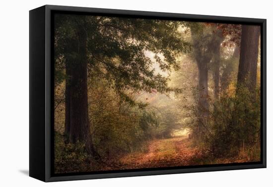 Autumn's Walk II-Danny Head-Framed Premier Image Canvas