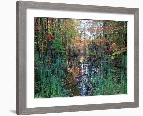Autumn Scene in Woodland with Stream, Wisconsin, USA-Larry Michael-Framed Photographic Print