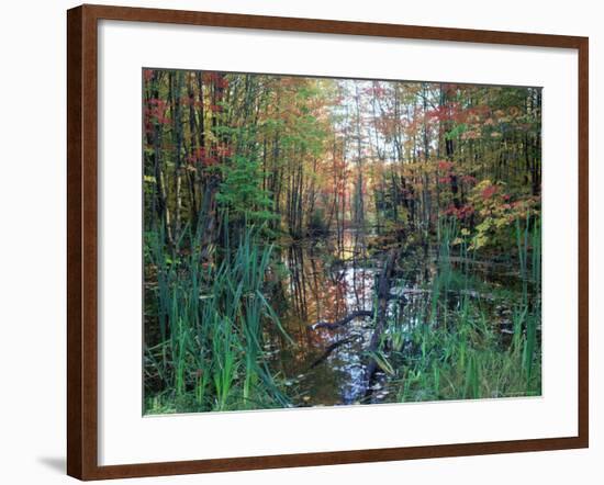 Autumn Scene in Woodland with Stream, Wisconsin, USA-Larry Michael-Framed Photographic Print