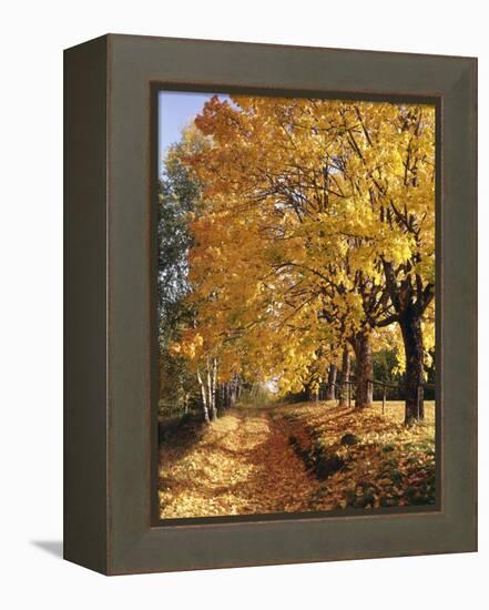 Autumn Scenery, Country Lane, Broad-Leaved Trees-Thonig-Framed Premier Image Canvas