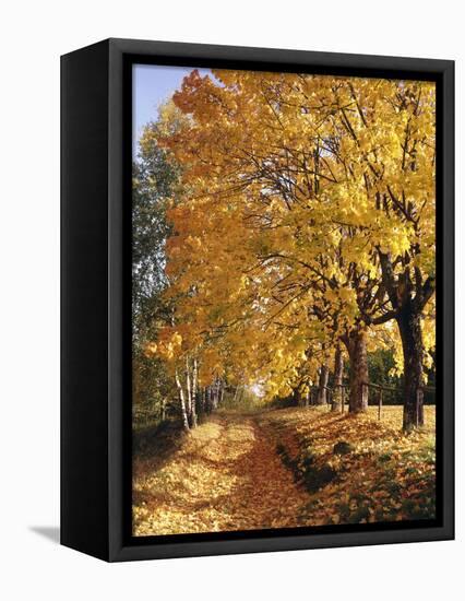 Autumn Scenery, Country Lane, Broad-Leaved Trees-Thonig-Framed Premier Image Canvas