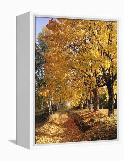 Autumn Scenery, Country Lane, Broad-Leaved Trees-Thonig-Framed Premier Image Canvas