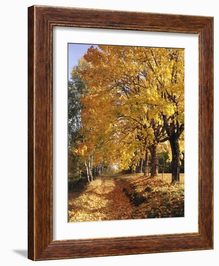 Autumn Scenery, Country Lane, Broad-Leaved Trees-Thonig-Framed Photographic Print