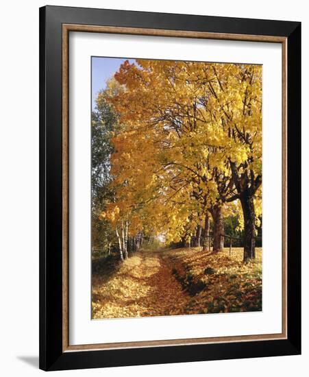 Autumn Scenery, Country Lane, Broad-Leaved Trees-Thonig-Framed Photographic Print