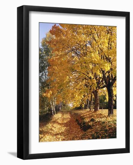 Autumn Scenery, Country Lane, Broad-Leaved Trees-Thonig-Framed Photographic Print
