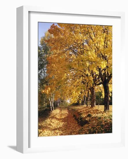 Autumn Scenery, Country Lane, Broad-Leaved Trees-Thonig-Framed Photographic Print