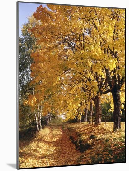 Autumn Scenery, Country Lane, Broad-Leaved Trees-Thonig-Mounted Photographic Print