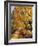 Autumn Scenery, Country Lane, Broad-Leaved Trees-Thonig-Framed Photographic Print