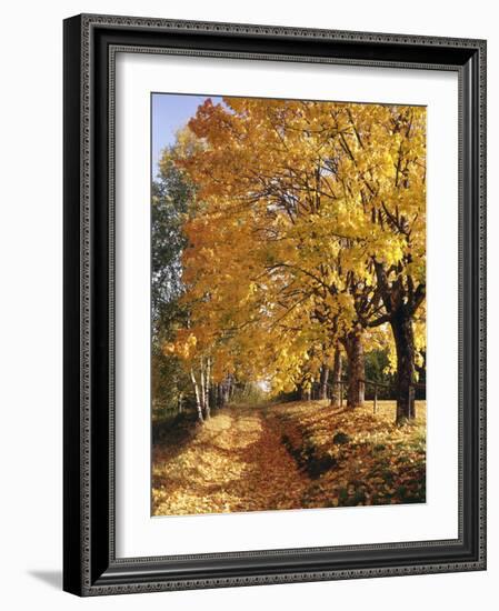 Autumn Scenery, Country Lane, Broad-Leaved Trees-Thonig-Framed Photographic Print