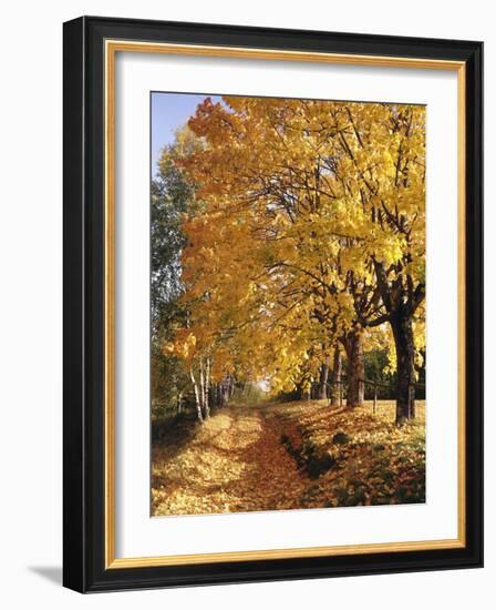 Autumn Scenery, Country Lane, Broad-Leaved Trees-Thonig-Framed Photographic Print