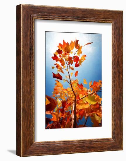 Autumn Serenade-Philippe Sainte-Laudy-Framed Photographic Print