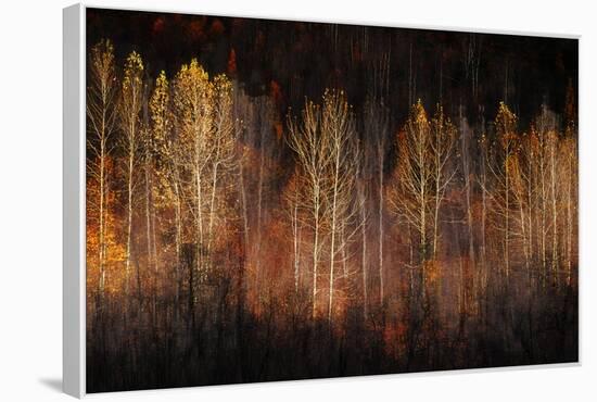 Autumn Soul-Ursula Abresch-Framed Premier Image Canvas