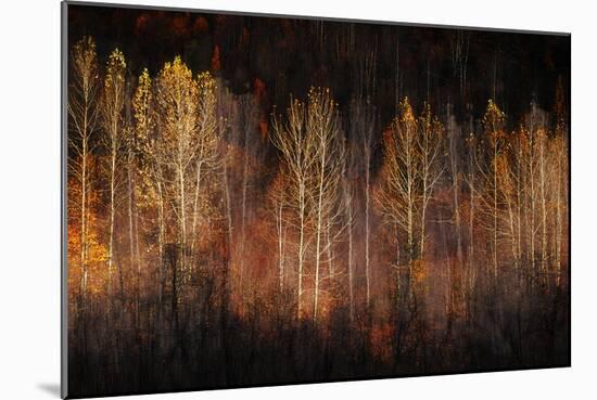 Autumn Soul-Ursula Abresch-Mounted Photographic Print