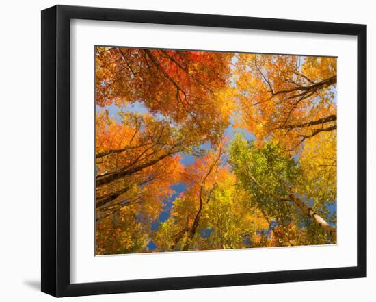 Autumn Spendour-Michael Hudson-Framed Art Print