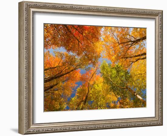 Autumn Spendour-Michael Hudson-Framed Art Print