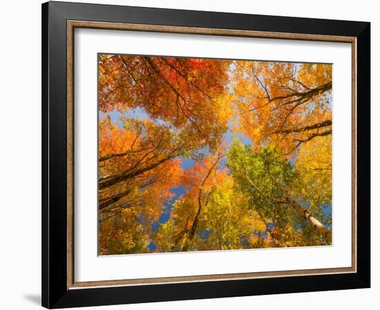 Autumn Spendour-Michael Hudson-Framed Art Print