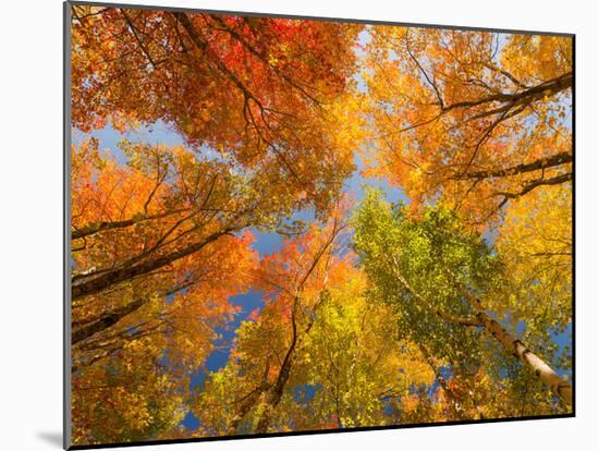 Autumn Spendour-Michael Hudson-Mounted Art Print