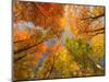 Autumn Spendour-Michael Hudson-Mounted Art Print