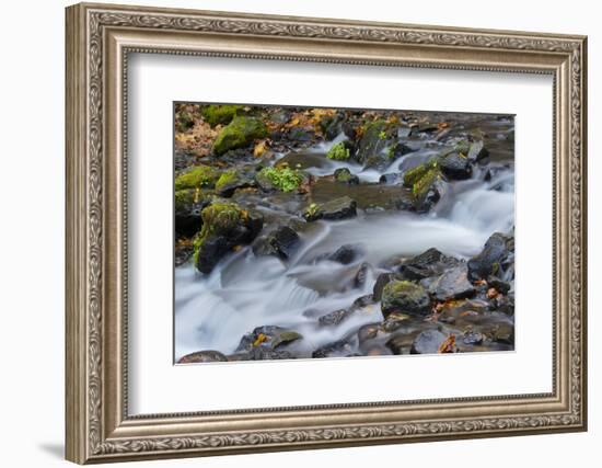 Autumn, Starvation Creek State Park, Columbia Gorge, Oregon, Usa-Michel Hersen-Framed Photographic Print