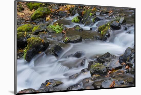 Autumn, Starvation Creek State Park, Columbia Gorge, Oregon, Usa-Michel Hersen-Mounted Photographic Print