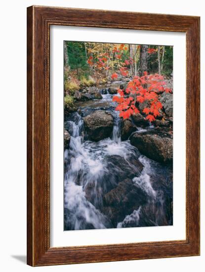 Autumn Stream at Acadia National Park, Maine-Vincent James-Framed Photographic Print