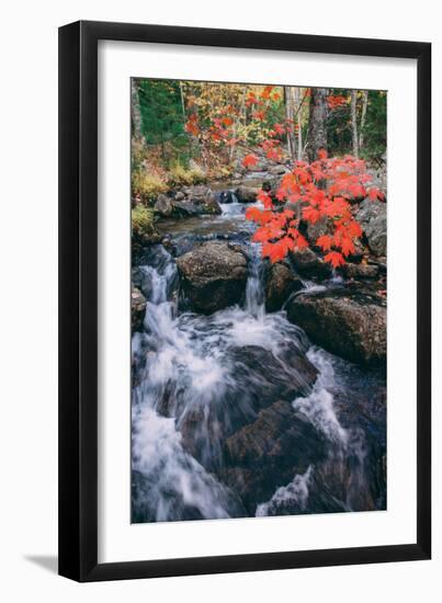 Autumn Stream at Acadia National Park, Maine-Vincent James-Framed Photographic Print