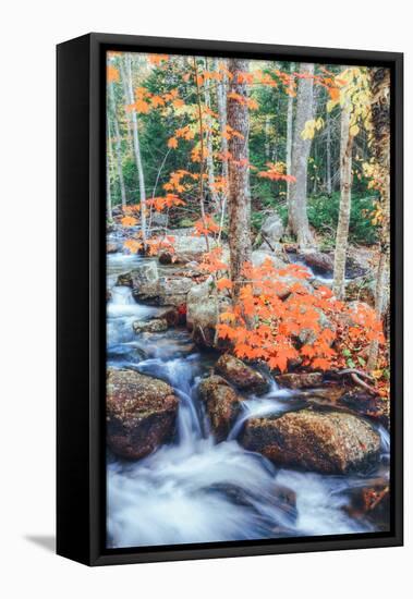 Autumn Stream Detail - Bar Harbor ,Maine-Vincent James-Framed Premier Image Canvas