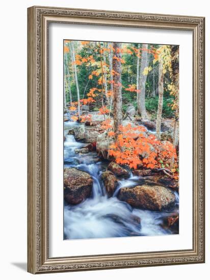 Autumn Stream Detail - Bar Harbor ,Maine-Vincent James-Framed Photographic Print