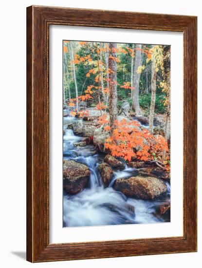 Autumn Stream Detail - Bar Harbor ,Maine-Vincent James-Framed Photographic Print