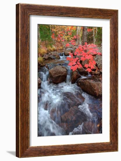 Autumn Stream Through Acadia-Vincent James-Framed Photographic Print