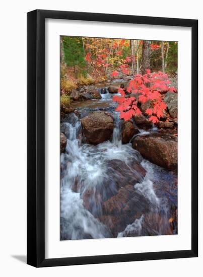 Autumn Stream Through Acadia-Vincent James-Framed Photographic Print