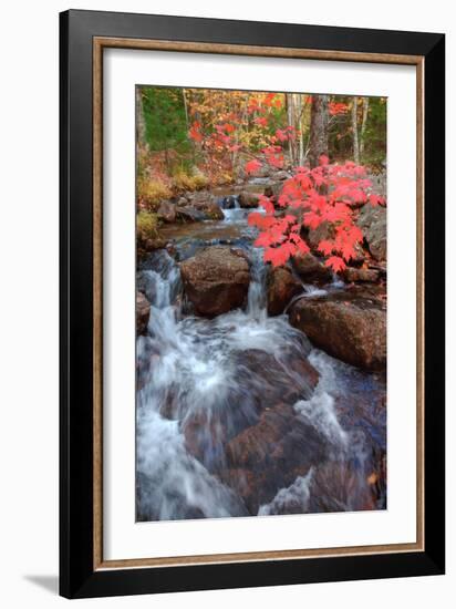 Autumn Stream Through Acadia-Vincent James-Framed Photographic Print