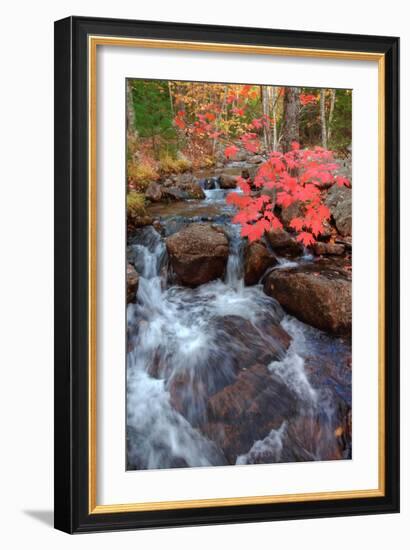 Autumn Stream Through Acadia-Vincent James-Framed Photographic Print