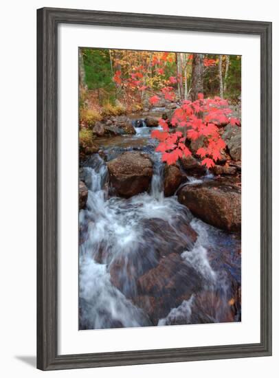 Autumn Stream Through Acadia-Vincent James-Framed Photographic Print