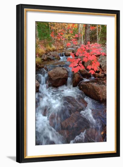 Autumn Stream Through Acadia-Vincent James-Framed Photographic Print