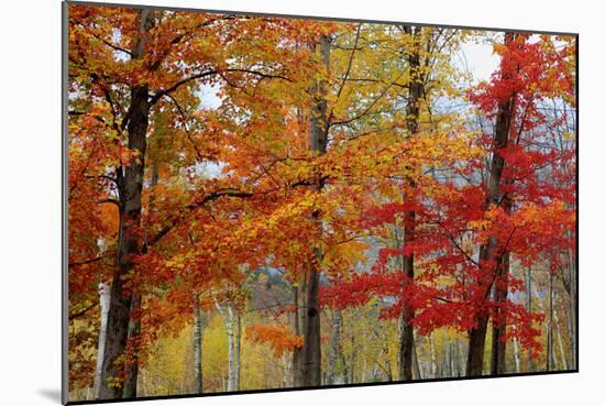 Autumn Sugar Maples, New Hampshire New England-Vincent James-Mounted Photographic Print