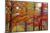 Autumn Sugar Maples, New Hampshire New England-Vincent James-Mounted Photographic Print